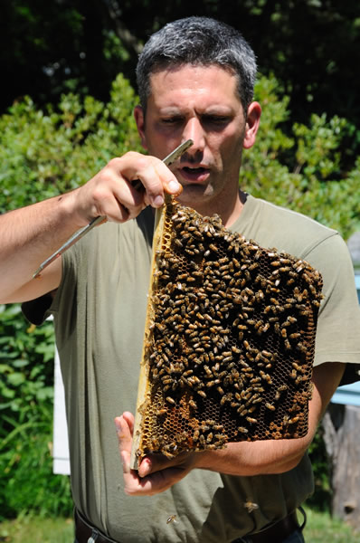 Andrew Cot with some bees