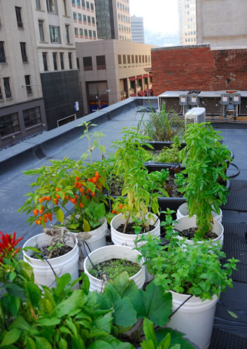 Rooftop Garden