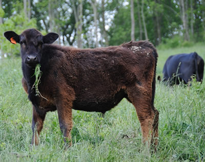 Salatin Cow